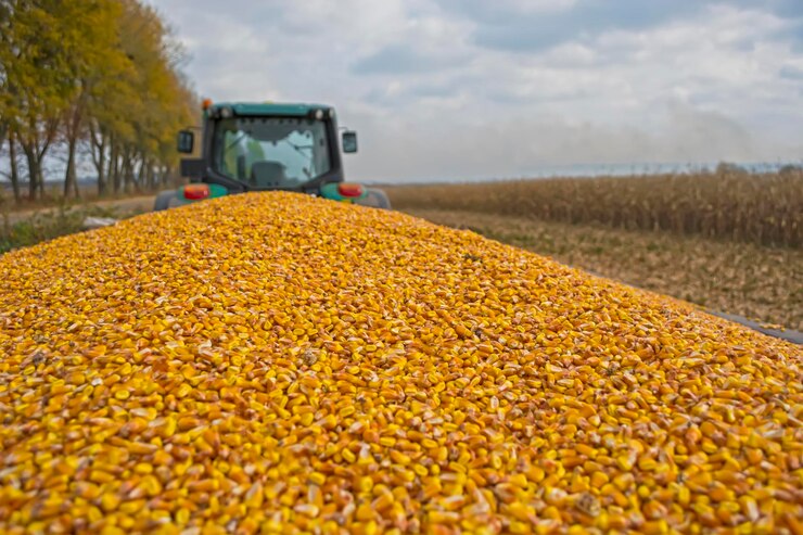 Maize kernels