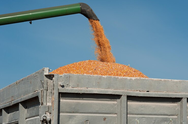 maize harvesting from field